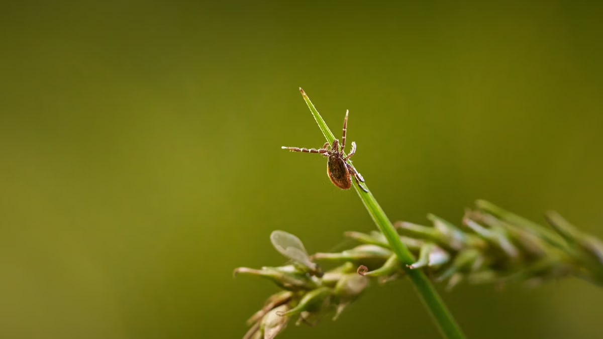 Close-up of a tick crawling on a green grass blade against a blurred background.